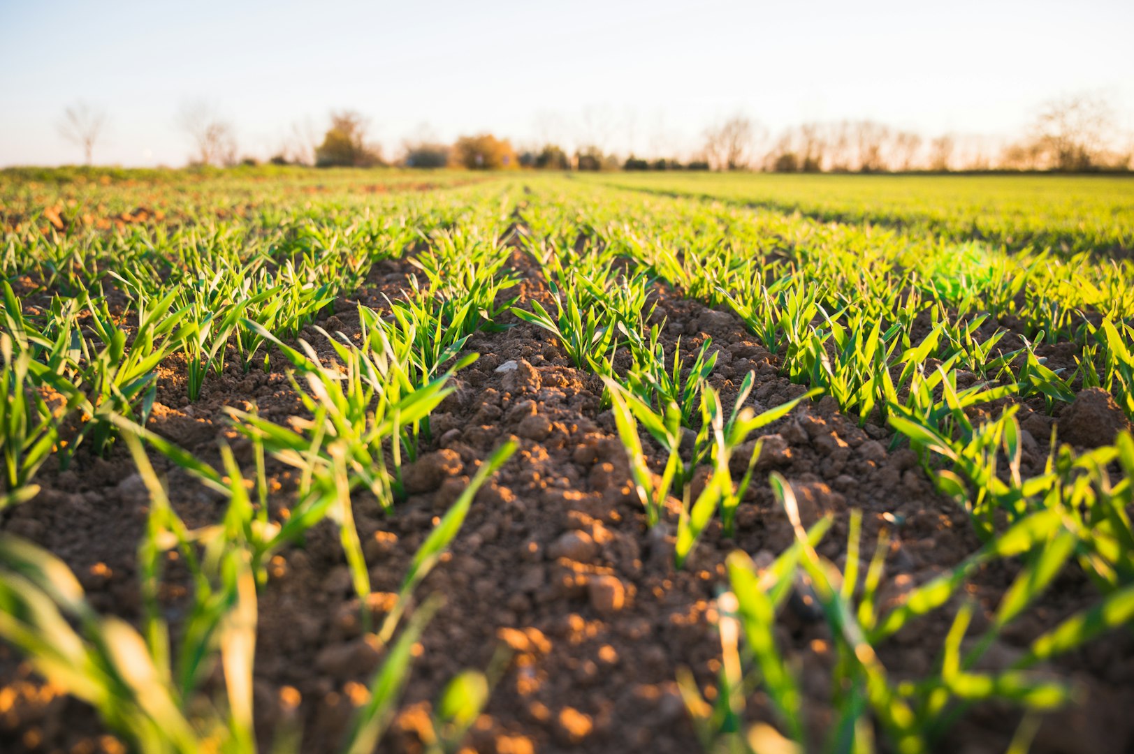 Woman gardeners put lime or calcium hydroxide into the soil to neutralize the acidity of the soil.